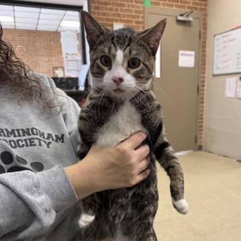 Domestic Short Hair Cats Available for Adoption in Birmingham, Alabama - Frank | PetCurious