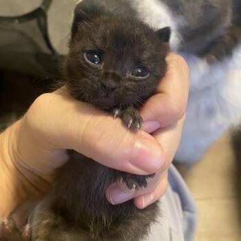 Ewok - 6834 -  Domestic Short Hair Cat for Adoption in Long Beach, California - Ewok - 6834 | PetCurious