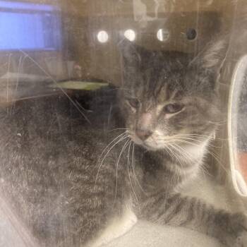 Silo -  Domestic Short Hair Cat for Adoption in Philadelphia, Pennsylvania - Silo | PetCurious