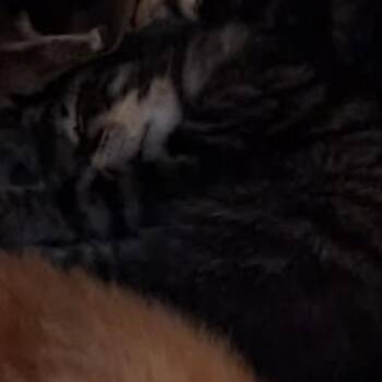 Lil -  Domestic Short Hair Cat for Adoption in New York, New York - Lil | PetCurious