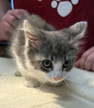 Donna May -  Domestic Medium Hair and Domestic Short Hair Cat for Adoption in Kansas City, Missouri - Donna May | PetCurious