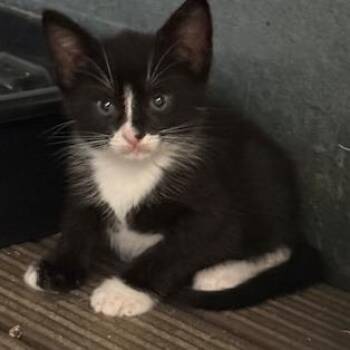 Cassy -  Domestic Short Hair Cat Available for Adoption in Port Aransas, Texas - Cassy | PetCurious