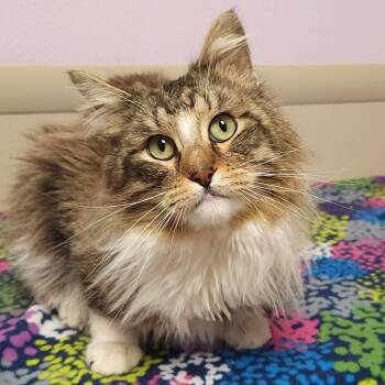 Domestic Long Hair Cats Available for Adoption - Benicio | PetCurious