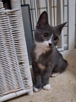 Mouse (FCID# 09/21/2026 - 1) C -  Domestic Short Hair Cat for Adoption in Greenville, Delaware - Mouse (FCID# 09/21/2026 - 1) C | PetCurious