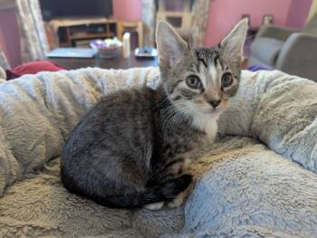 Rescue Domestic Short Hair Cats for Adoption in Parkville, Maryland - Pupil | PetCurious