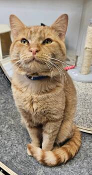 Domestic Short Hair Cats Available for Adoption - Spaghetti O | PetCurious