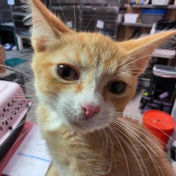 Heathcliff -  Domestic Short Hair Cat for Adoption in Leander, Texas - Heathcliff | PetCurious