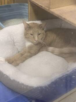 Domestic Short Hair Cats Available for Adoption - Condrius Orange | PetCurious