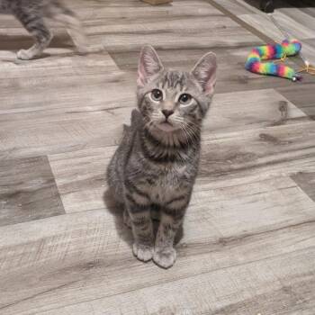 Helix -  Domestic Short Hair Cat for Adoption in Binghamton, New York - Helix | PetCurious