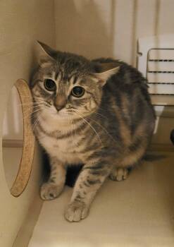 Rescue Domestic Short Hair Cats for Adoption in Vancouver, British Columbia - Ebony & Stripes | PetCurious