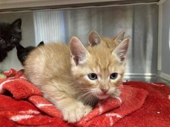 TOOK -  Domestic Short Hair Cat for Adoption in Tustin, California - TOOK | PetCurious