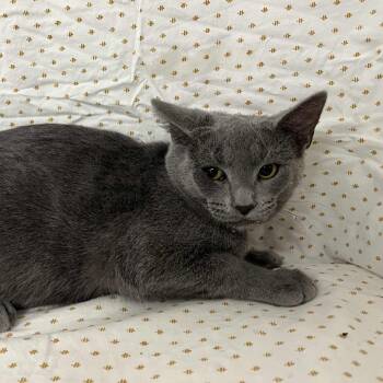Rescue Domestic Short Hair Cats for Adoption in Lyndhurst, Virginia - Nerida | PetCurious