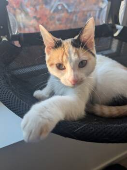 Rescue Domestic Short Hair Cats for Adoption in Greenwood, Indiana - Martha Washington | PetCurious