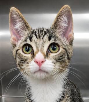 Kitten Hot Tub -  Domestic Short Hair Cat for Adoption in Cuyahoga Falls, Ohio - Kitten Hot Tub | PetCurious