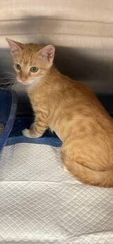 Peebo -  Domestic Short Hair Cat for Adoption in Jackson, Louisiana - Peebo | PetCurious