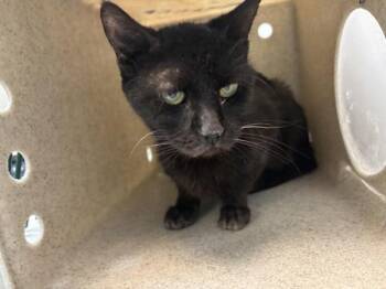 Magik -  Domestic Short Hair Cat for Adoption in New York, New York - Magik | PetCurious
