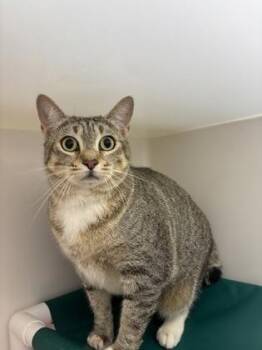 Pebble -  Domestic Short Hair Cat for Adoption in Honolulu, Hawaii - Pebble | PetCurious