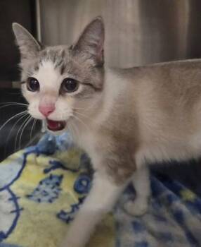 Amelia -  Siamese Cat for Adoption in Canon City, Colorado - Amelia | PetCurious