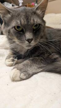 Dali -  Domestic Long Hair Cat for Adoption in Duxbury, Massachusetts - Dali | PetCurious
