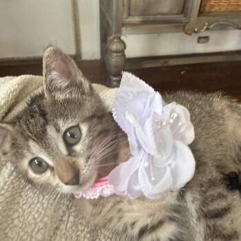 Garnet -  Domestic Short Hair and Domestic Medium Hair Cat for Adoption in Houston, Texas - Garnet | PetCurious