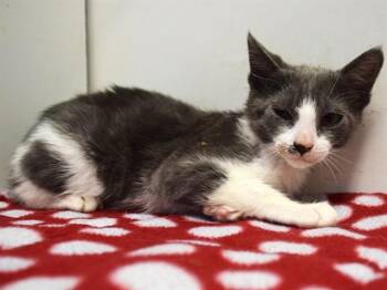 Domestic Short Hair Cats Available for Adoption in Sacramento, California - A918148 | PetCurious