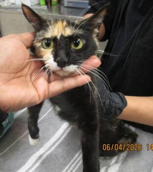 (617) -  Domestic Short Hair Cat for Adoption in Marietta, Georgia - (617) | PetCurious