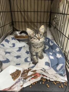 Venom -  Domestic Short Hair Cat for Adoption in Sorrento, Louisiana - Venom | PetCurious