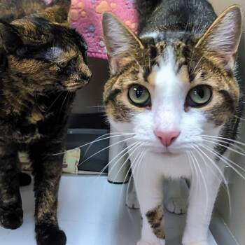 Cupcake- Bonded wit Rogue -  Domestic Short Hair Cat for Adoption in West Jefferson, Ohio - Cupcake- Bonded Wit Rogue | PetCurious