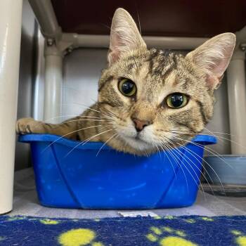 Domestic Short Hair Cats Available for Adoption in Newport, North Carolina - Ronnie | PetCurious