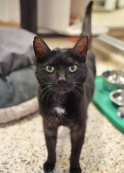 Domestic Short Hair Cats Available for Adoption in Aiken, South Carolina - Genevieve 62885 | PetCurious