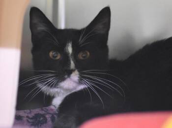 Domestic Short Hair Cats Available for Adoption in Portland, Oregon - Milky Way | PetCurious