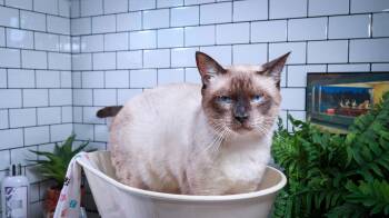 Khaki Pants -  Siamese and Domestic Short Hair Cat for Adoption in Lucas, Texas - Khaki Pants | PetCurious