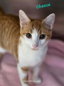 Rescue Domestic Short Hair Cats for Adoption in Cambridge, Maryland - Cheese | PetCurious