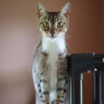 Goku -  Domestic Short Hair Cat Available for Adoption in Priest River, Idaho - Goku | PetCurious
