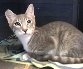 Rescue American Shorthair Cats for Adoption in Vacaville, California - Roquefort | PetCurious