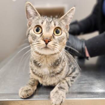 Domestic Short Hair Cats Available for Adoption - Hazel | PetCurious