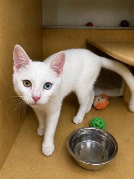 Domestic Short Hair Cats Available for Adoption in Fort Lupton, Colorado - Monterey 2 | PetCurious