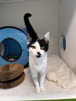 Lulu -  Domestic Short Hair Cat for Adoption in New Westminster, British Columbia - Lulu | PetCurious