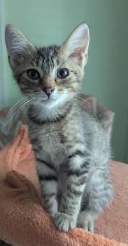 Evinrude -  Domestic Short Hair Cat for Adoption in Oswego, South Carolina - Evinrude | PetCurious