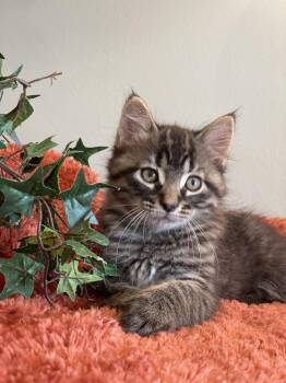 Gizmo at Canton Petsmart Adoption Center Michigan Ave -  Tabby Cat for Adoption in Taylor, Michigan - Gizmo At Canton Petsmart Adoption Center Michigan Ave | PetCurious