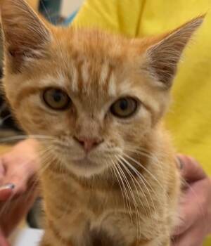 MELON -  Domestic Short Hair Cat for Adoption in Elizabethton, Tennessee - MELON | PetCurious