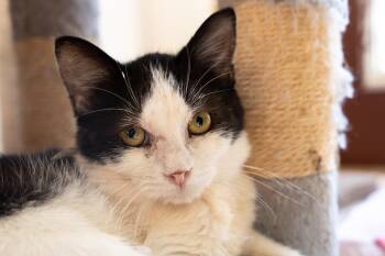 COUSINS (brother of MICHAEL) -  Domestic Short Hair Cat for Adoption in Owensboro, Kentucky - COUSINS (brother Of MICHAEL) | PetCurious