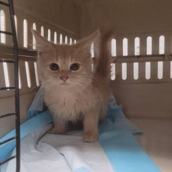 Domestic Medium Hair Cats Available for Adoption - Klio-C | PetCurious