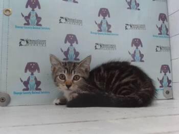 VENUS -  Domestic Short Hair Cat for Adoption in Orlando, Florida - VENUS | PetCurious