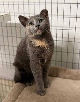Domestic Short Hair Cats Available for Adoption - Cressida | PetCurious