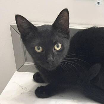Nachos Bell Grande -  Domestic Short Hair Cat for Adoption in Candler, North Carolina - Nachos Bell Grande | PetCurious