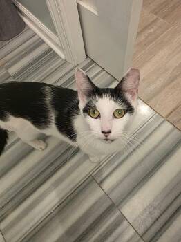 Camillia -  Domestic Short Hair Cat for Adoption in Chicago, Illinois - Camillia | PetCurious