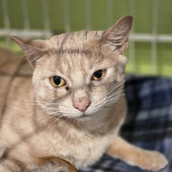 Oliver -  Domestic Short Hair Cat for Adoption in Wells, Maine - Oliver | PetCurious