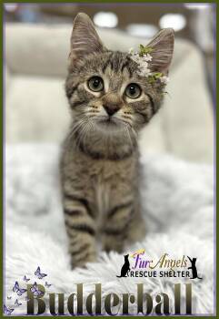 Rescue Domestic Short Hair Cats for Adoption in Ottawa Hills, Ohio - Budderball | PetCurious