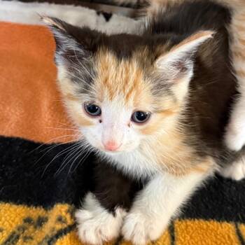 Annie -  Domestic Short Hair Cat for Adoption in Yucaipa, California - Annie | PetCurious